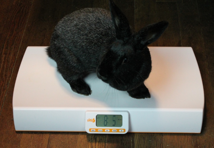 Weighing my bunnies
